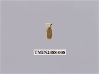 藏品(暗良苔蛾)的圖片